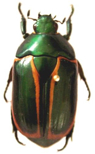 Anticheiroides adamsi equatorianus